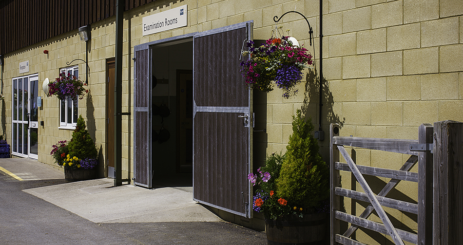 Equine Hospital B&W Equine