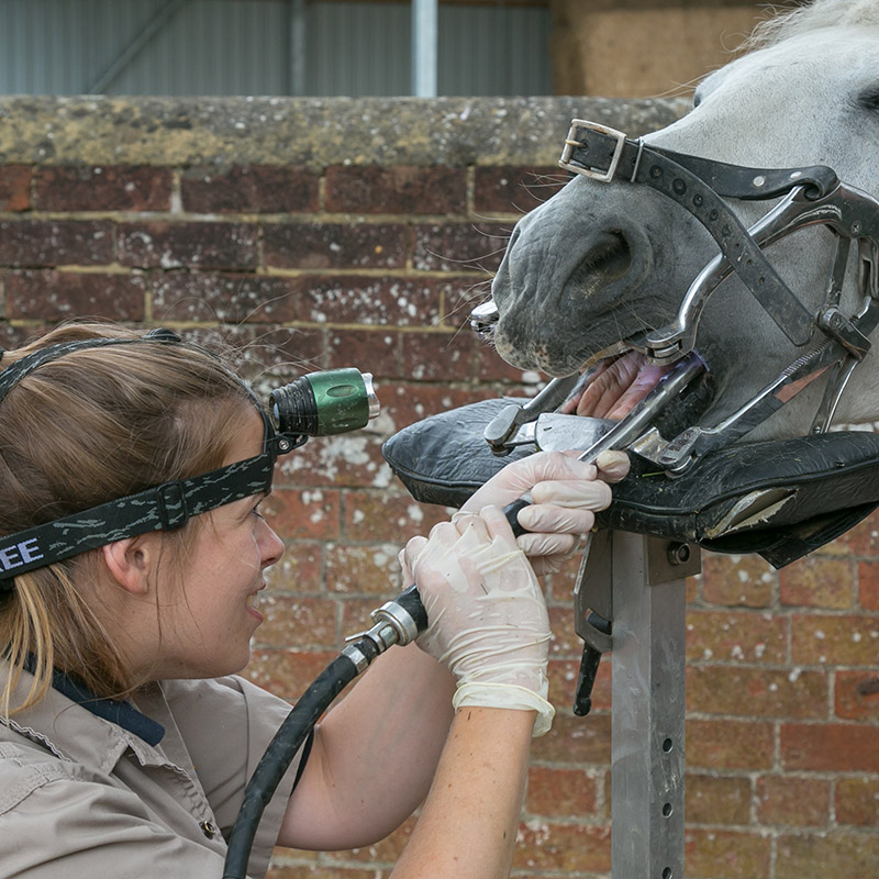 Mobile and Specialist Equine Vets