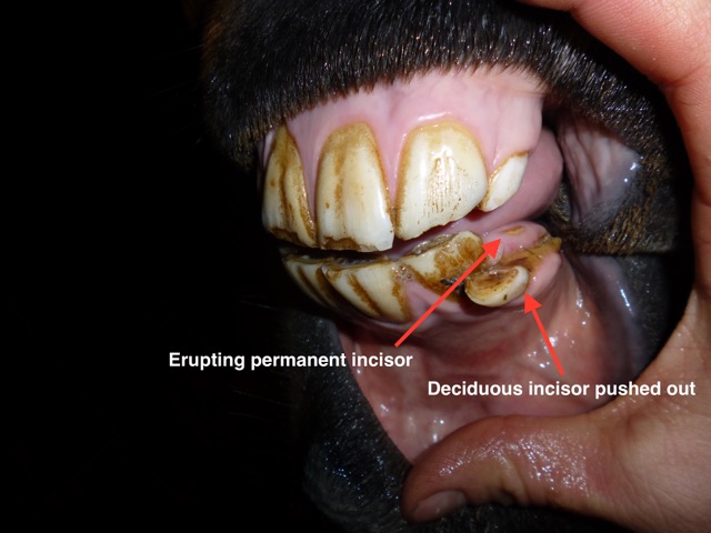 Injection_of_local_block_to_allow_pain_free_wolf_tooth_extraction