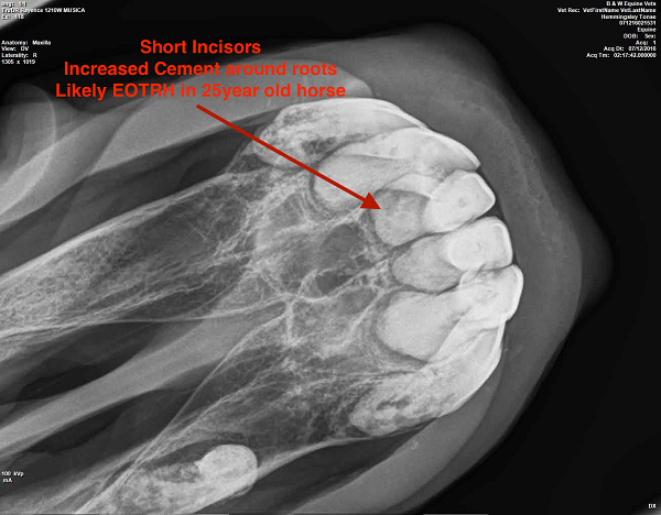 B&W Equine Vets - EORTH disease