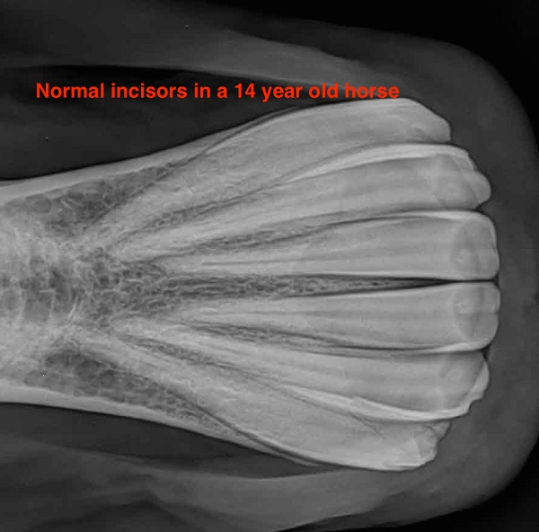 B&W Equine Vets - X-ray of normal incisor teeth