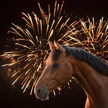 B&W Equine Vets - Advice for horse owners on fireworks night