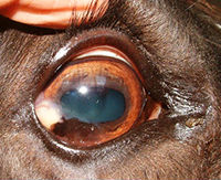 Equine eye exam