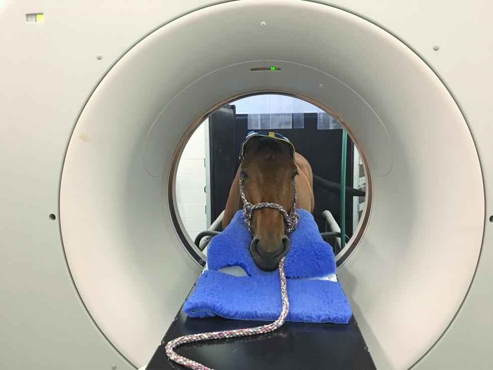 Horse having CT scan