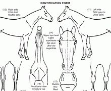 B&W Equine Vets - Equine Passports and Microchipping