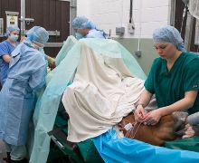 B&W Equine Vets Hospital Referral Services - Soft Tissue Surgery