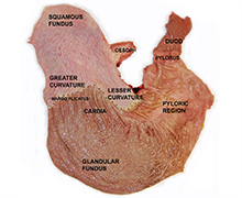 Equine stomach diagram