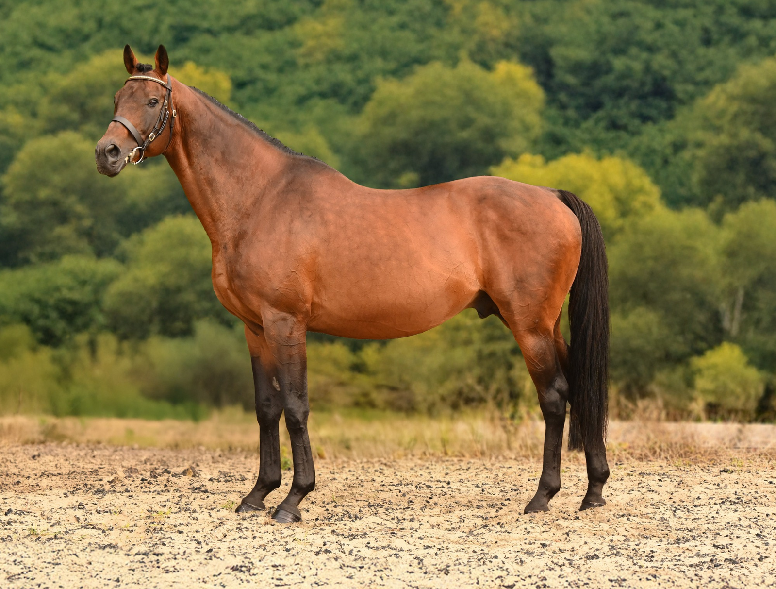 Ansiei stallion