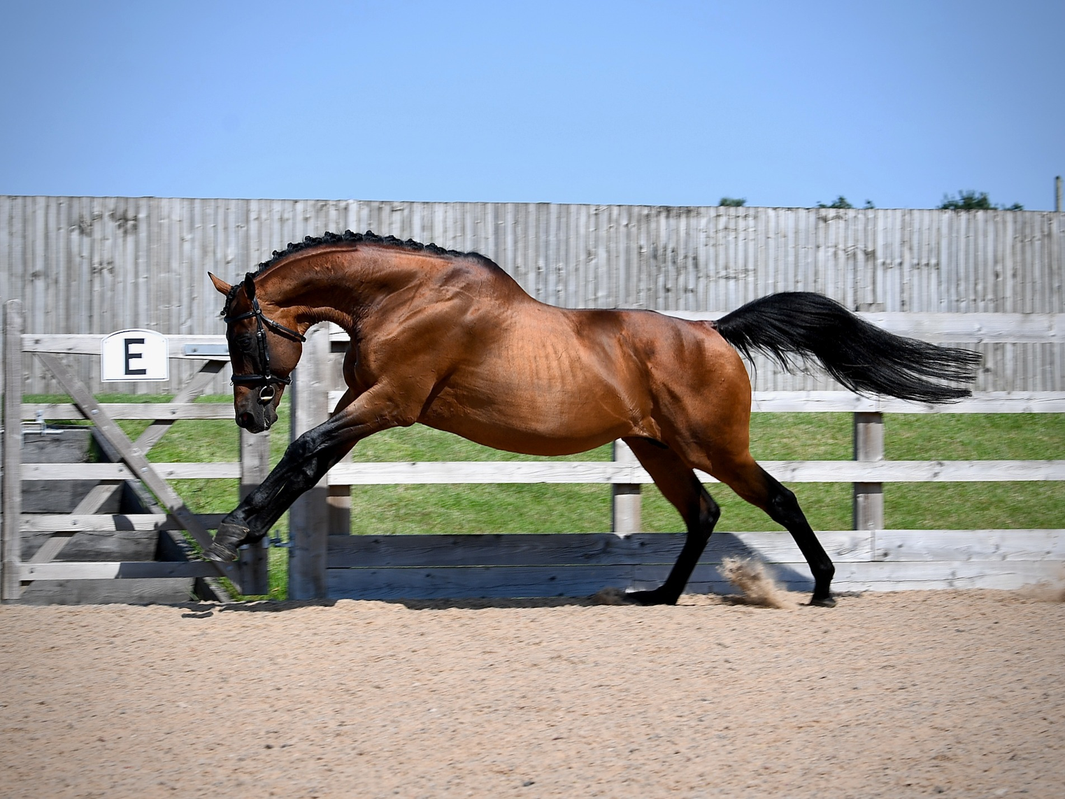 Ansiei stallion