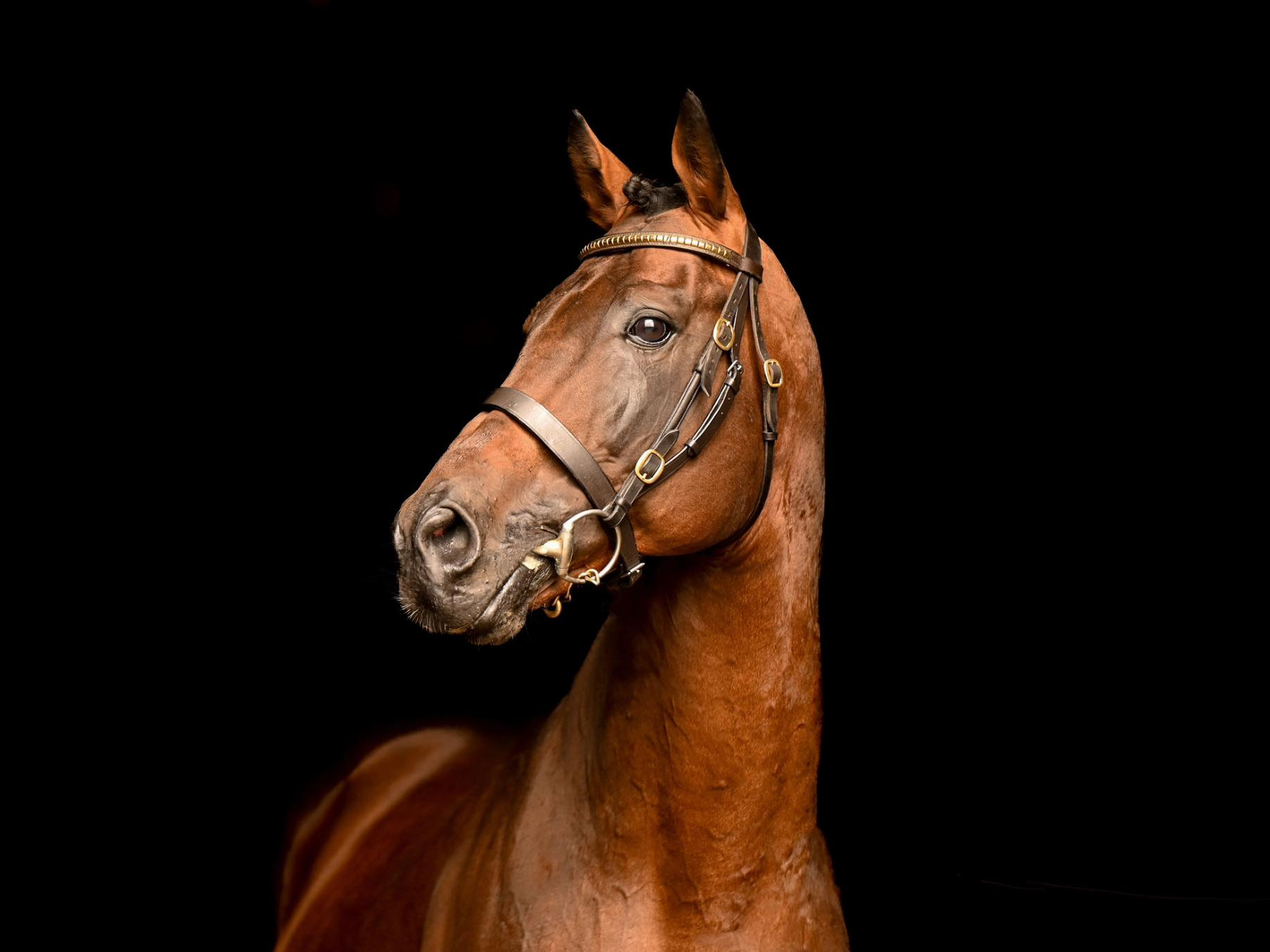Ansiei stallion
