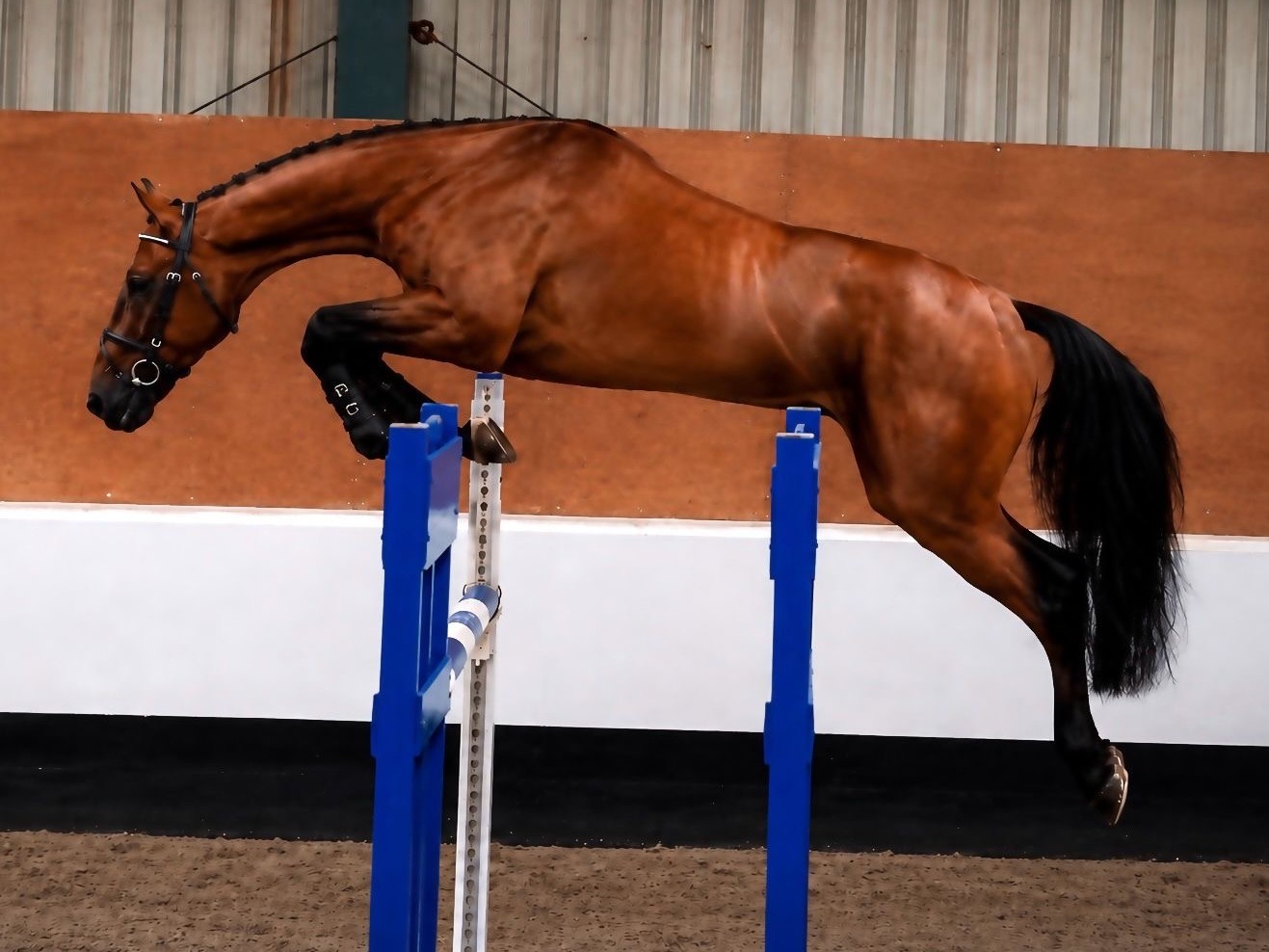 Lisbrogan Gemtwist stallion