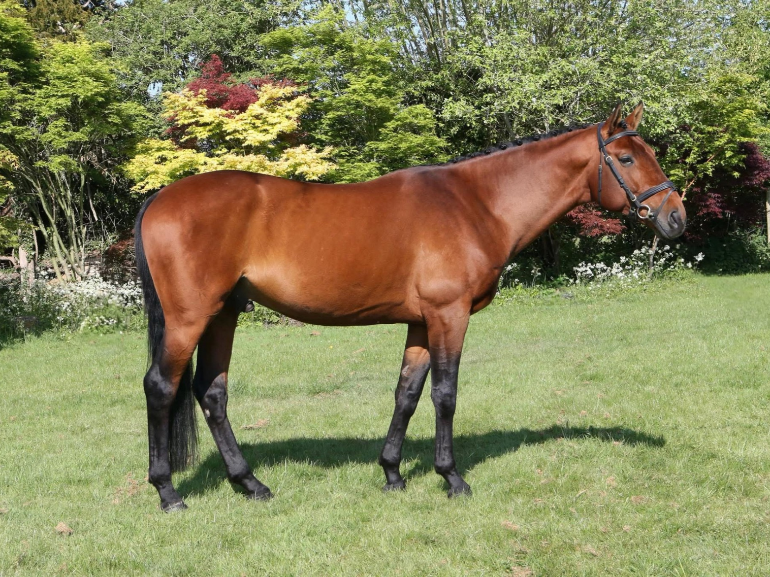 Lisbrogan Gemtwist stallion