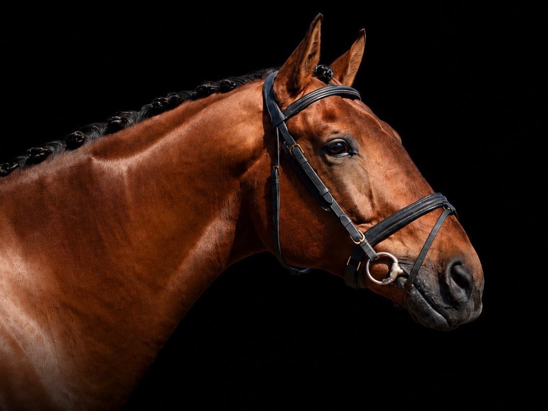 Lisbrogam Gemtwist stallion