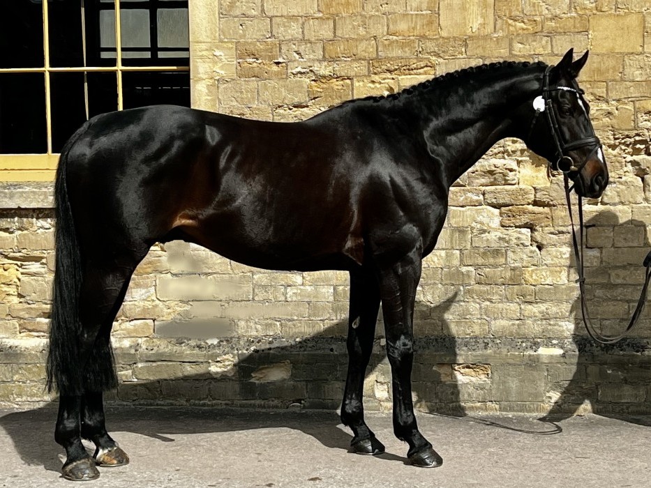 The After Party stallion