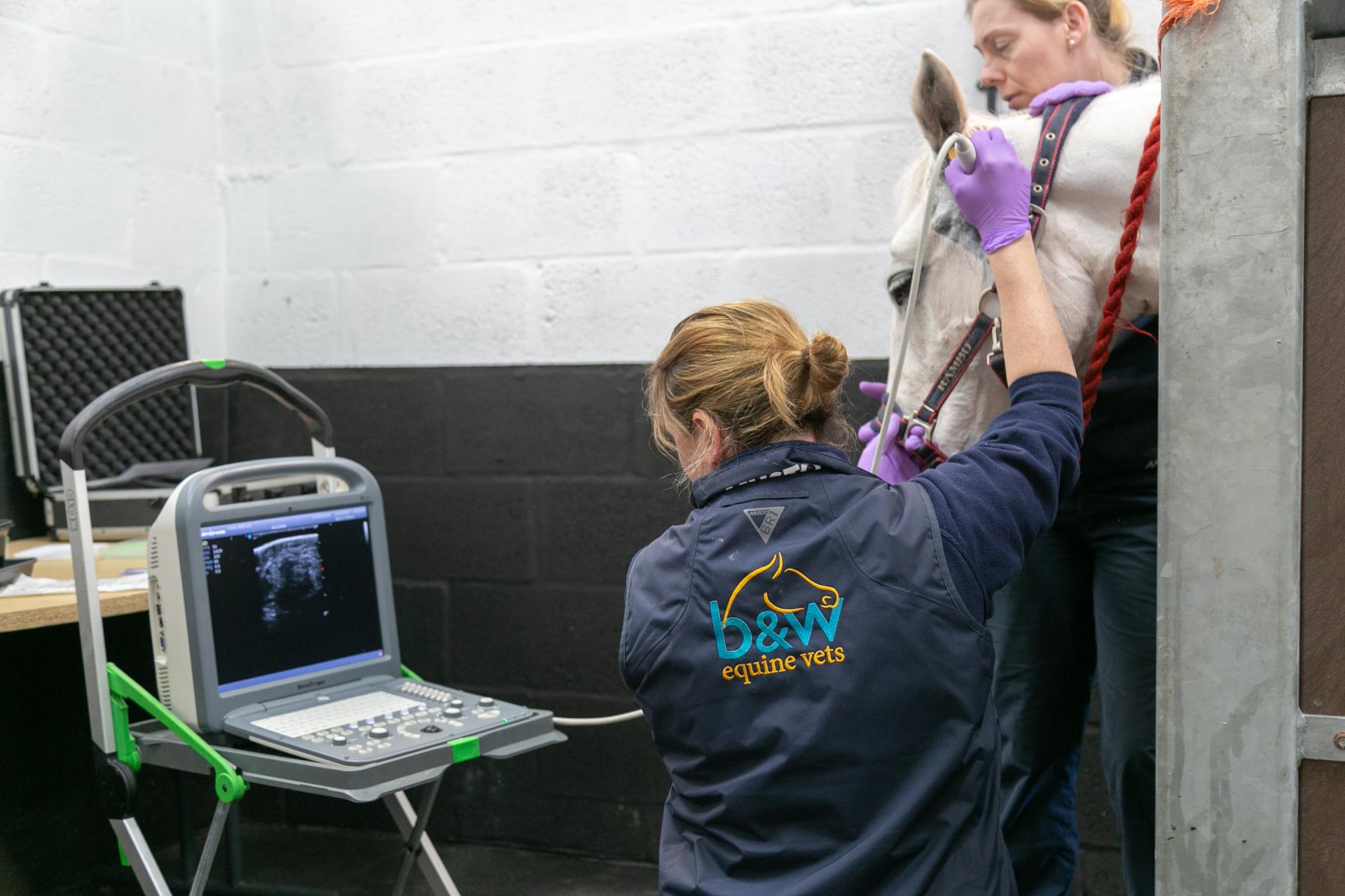 Biopsy - Equine Vets Gloucestershire