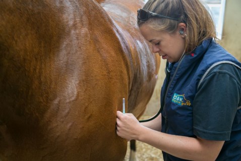 Your Horse's Normal Vital Signs