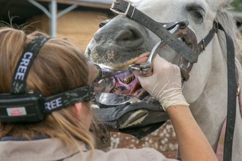 Equine Dentistry