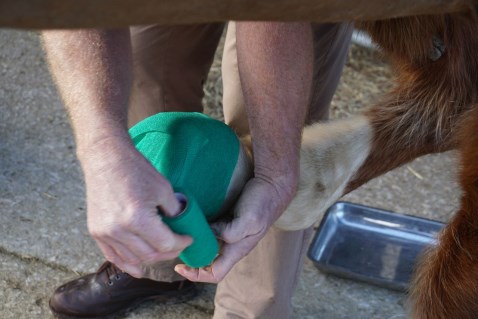 Applying a foot poultice
