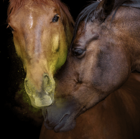 EHV (Equine Herpes Virus)