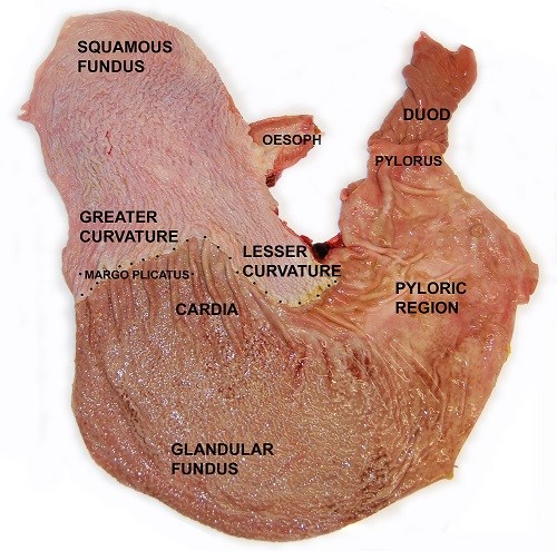 Gastric Ulcers