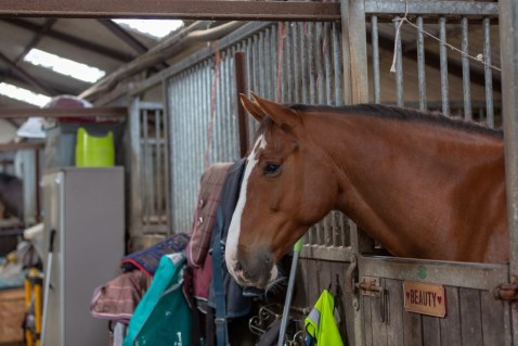 Advice if your horse has to be on box rest