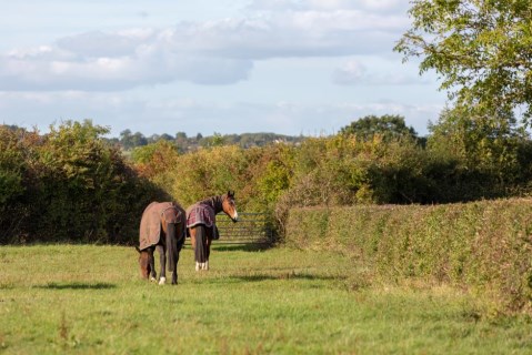 Autumn Worming