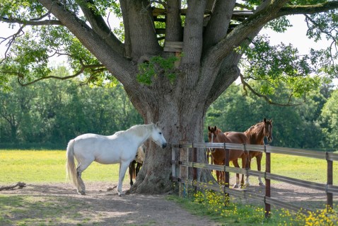 Care of your horse in hot weather