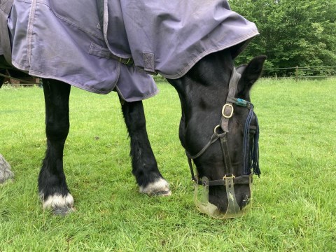 Equine Metabolic Syndrome (EMS)