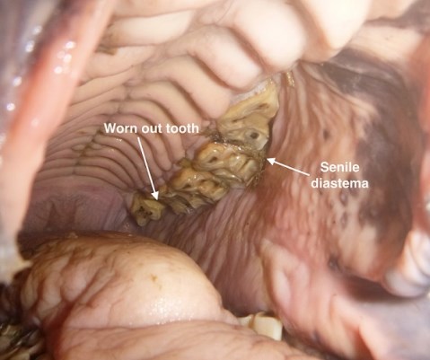 Caring for Veteran Horses Teeth