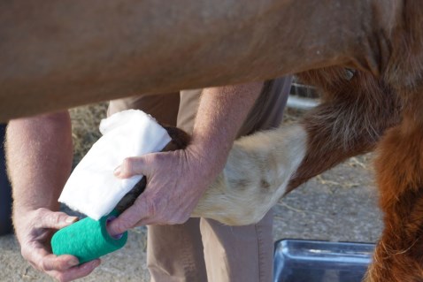 Hoof Abscesses