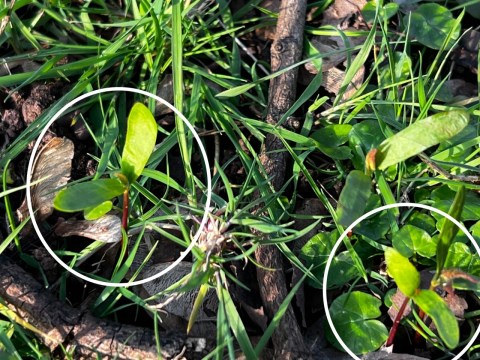 Pasture Management of Acer Seedlings 