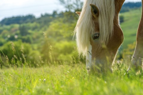 Laminitis