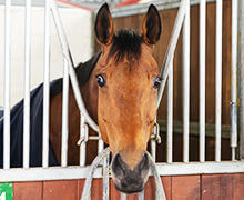 Horse in Stable - Equine Veterinary Specialists for Gloucestershire
