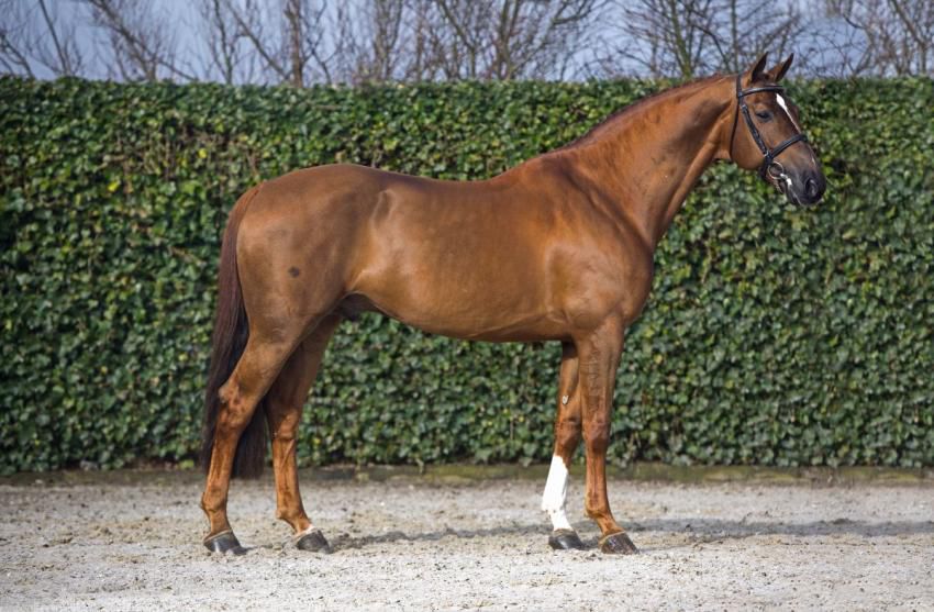 Falaise De Muze Semen Chilled Frozen Showjumping Stallion